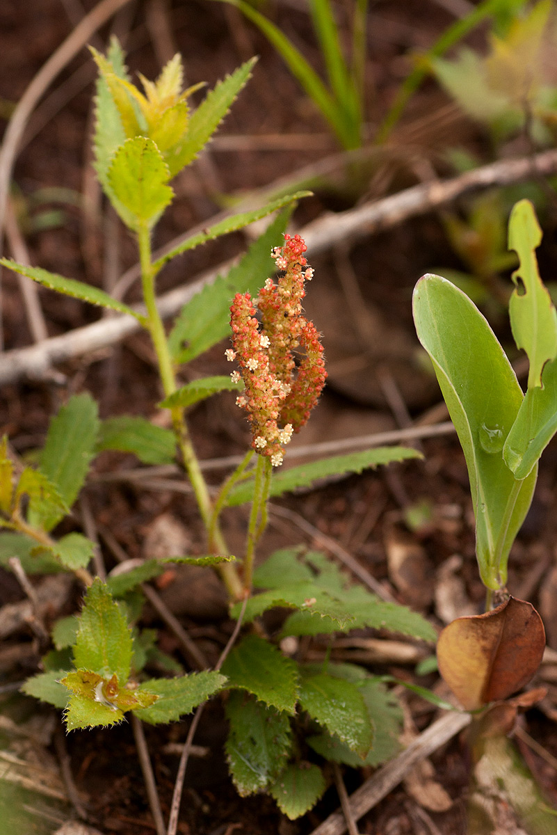 Acalypha caperonioides Acalypha caperonioides