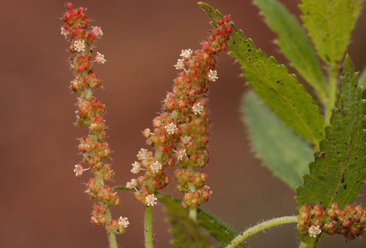 Acalypha caperonioides Acalypha caperonioides