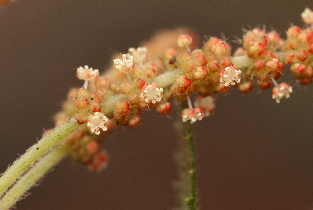 Acalypha caperonioides Acalypha caperonioides