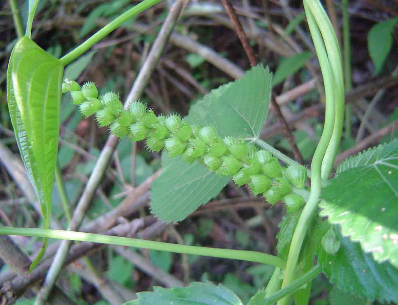Acalypha chirindica Acalypha chirindica