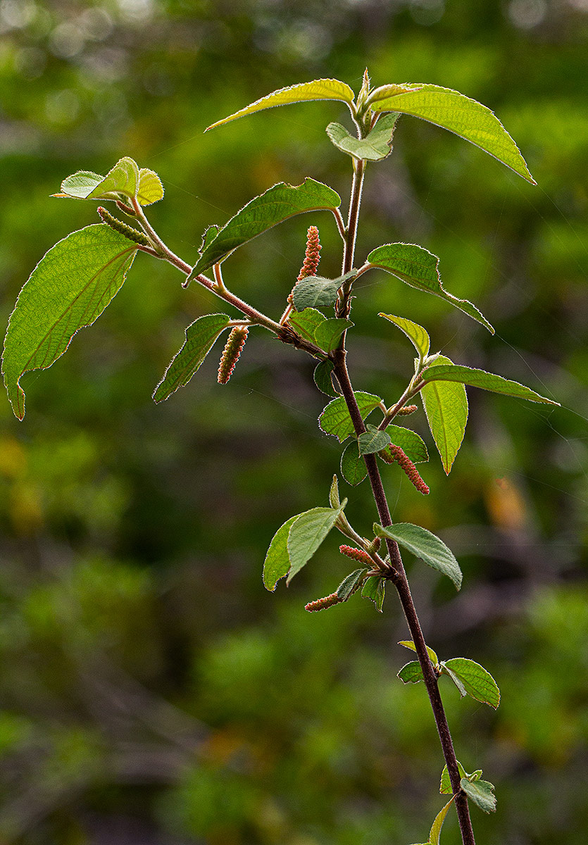Acalypha chirindica Acalypha chirindica