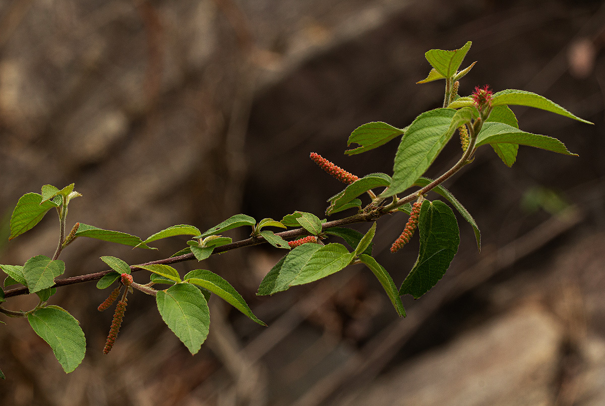 Acalypha chirindica Acalypha chirindica