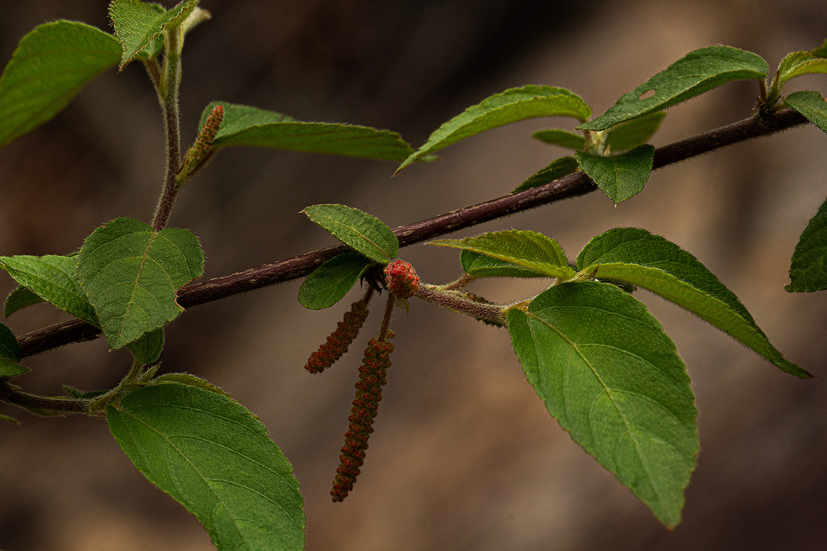 Acalypha chirindica Acalypha chirindica