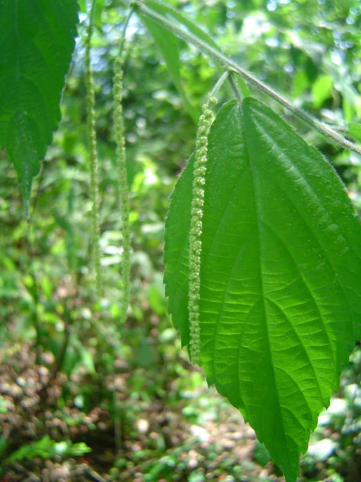 Acalypha chirindica Acalypha chirindica