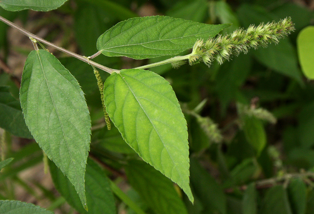 Acalypha chirindica Acalypha chirindica