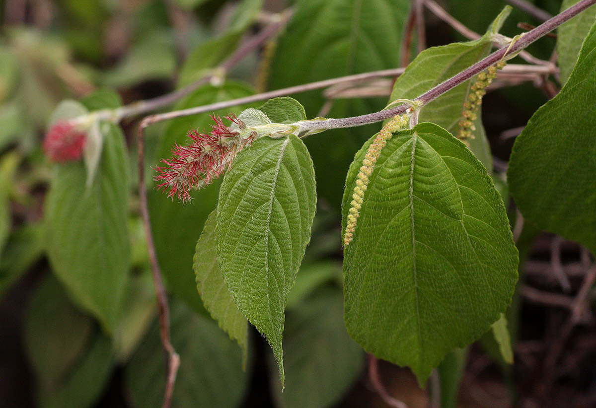Acalypha chirindica Acalypha chirindica