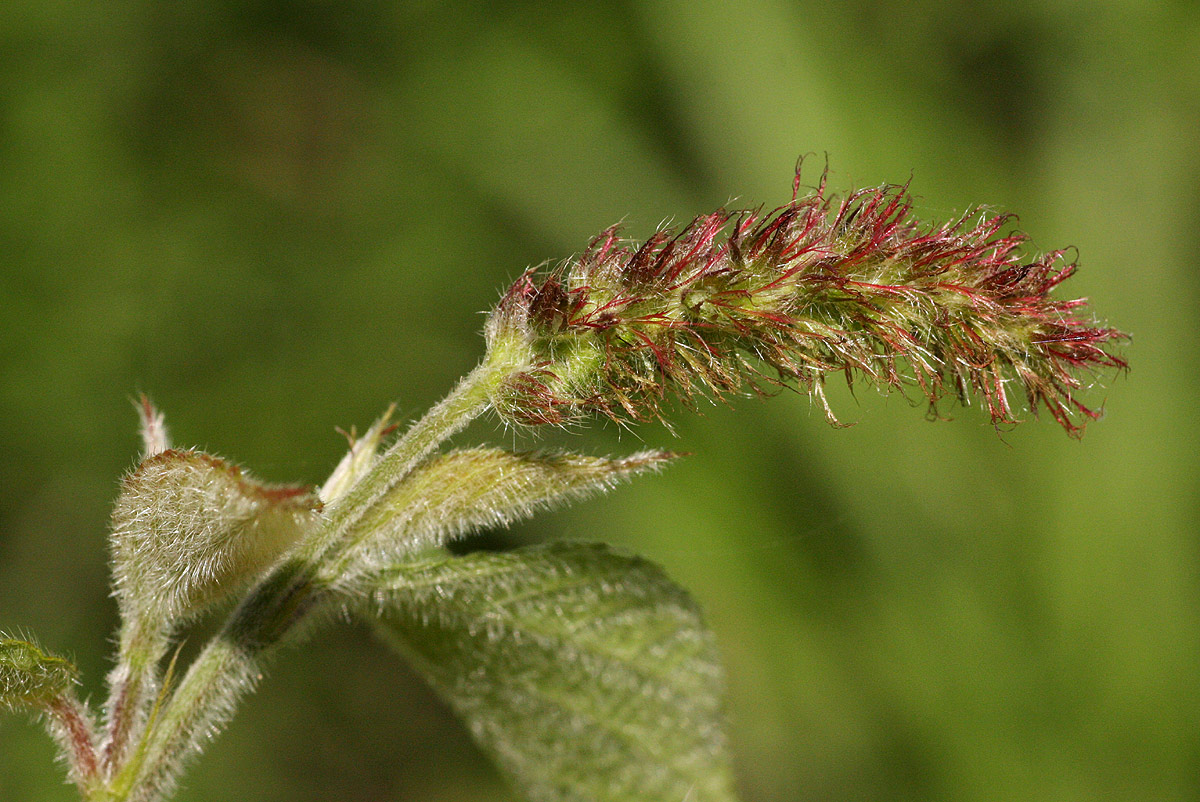 Acalypha chirindica Acalypha chirindica