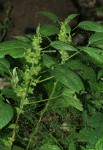 Acalypha ciliata