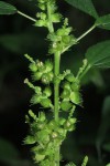 Acalypha ciliata