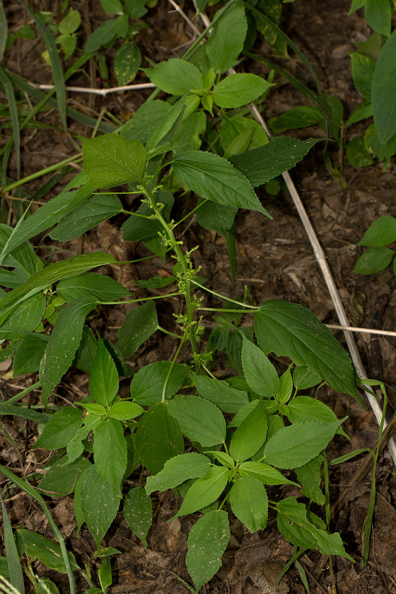 Acalypha ciliata