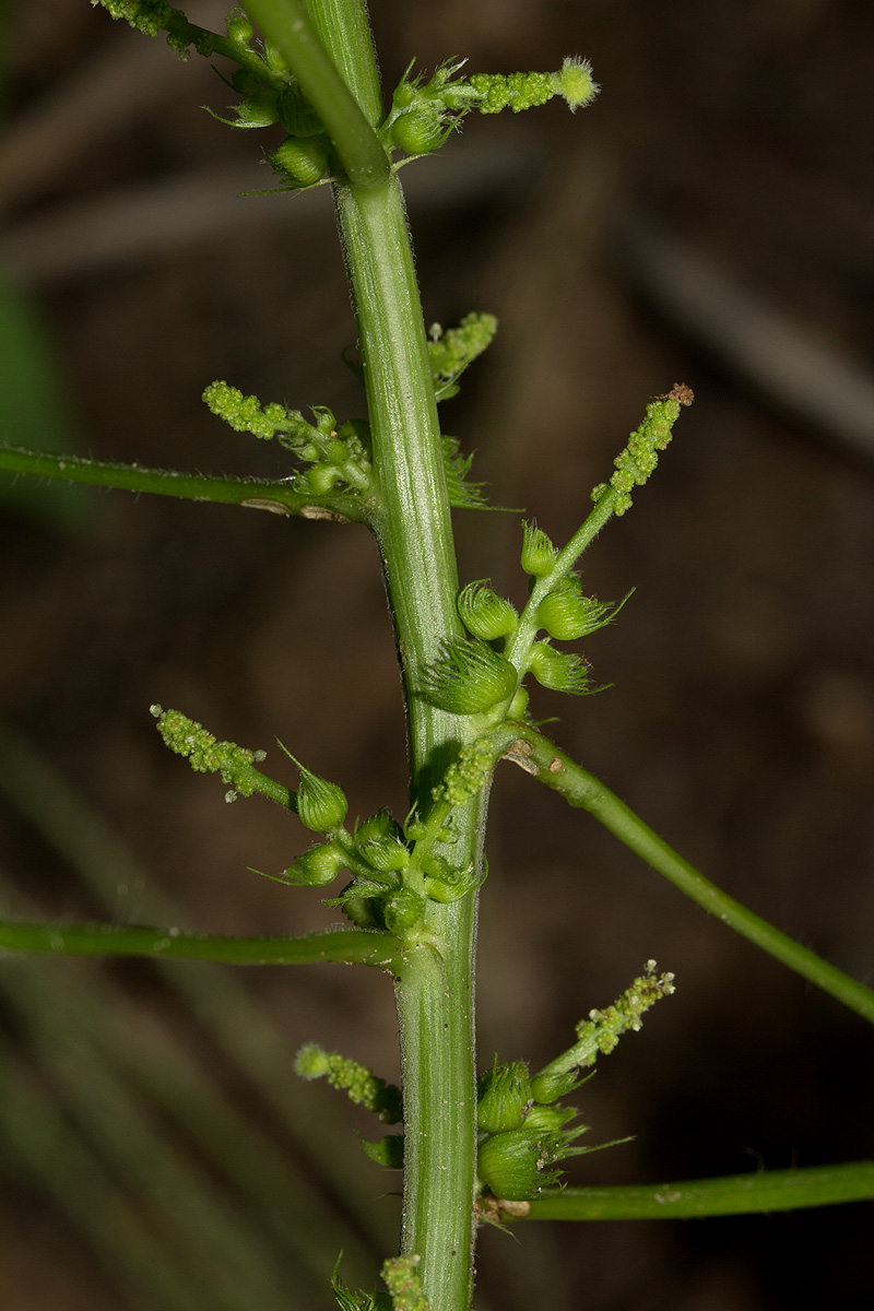 Acalypha ciliata Acalypha ciliata