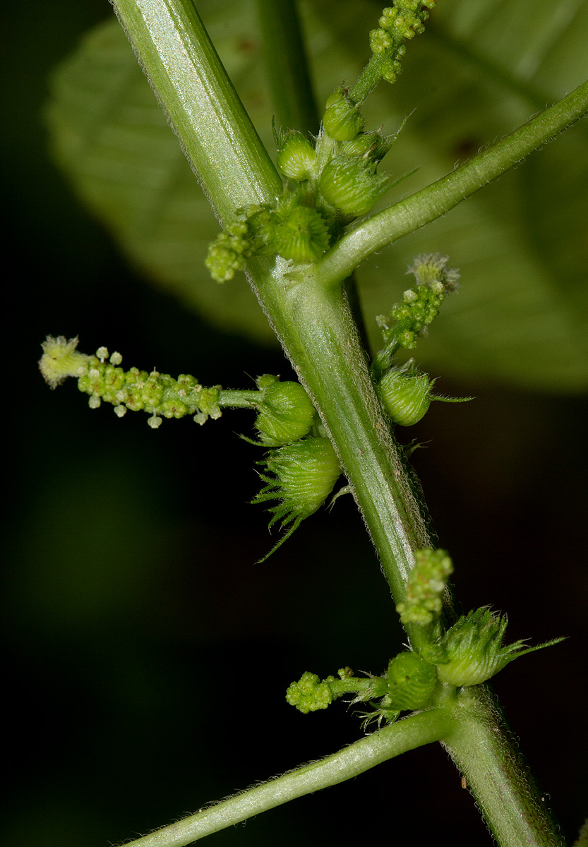 Acalypha ciliata