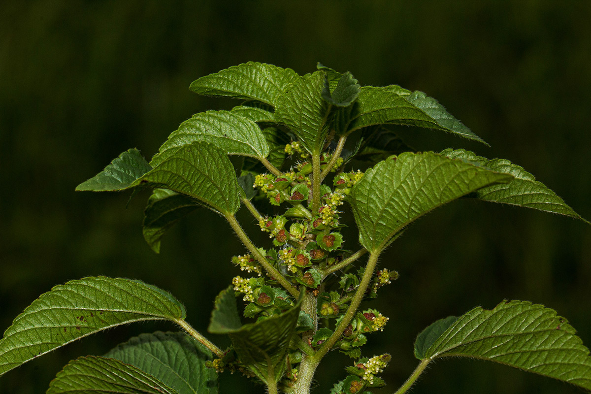 Acalypha crenata Acalypha crenata