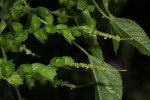 Acalypha indica
