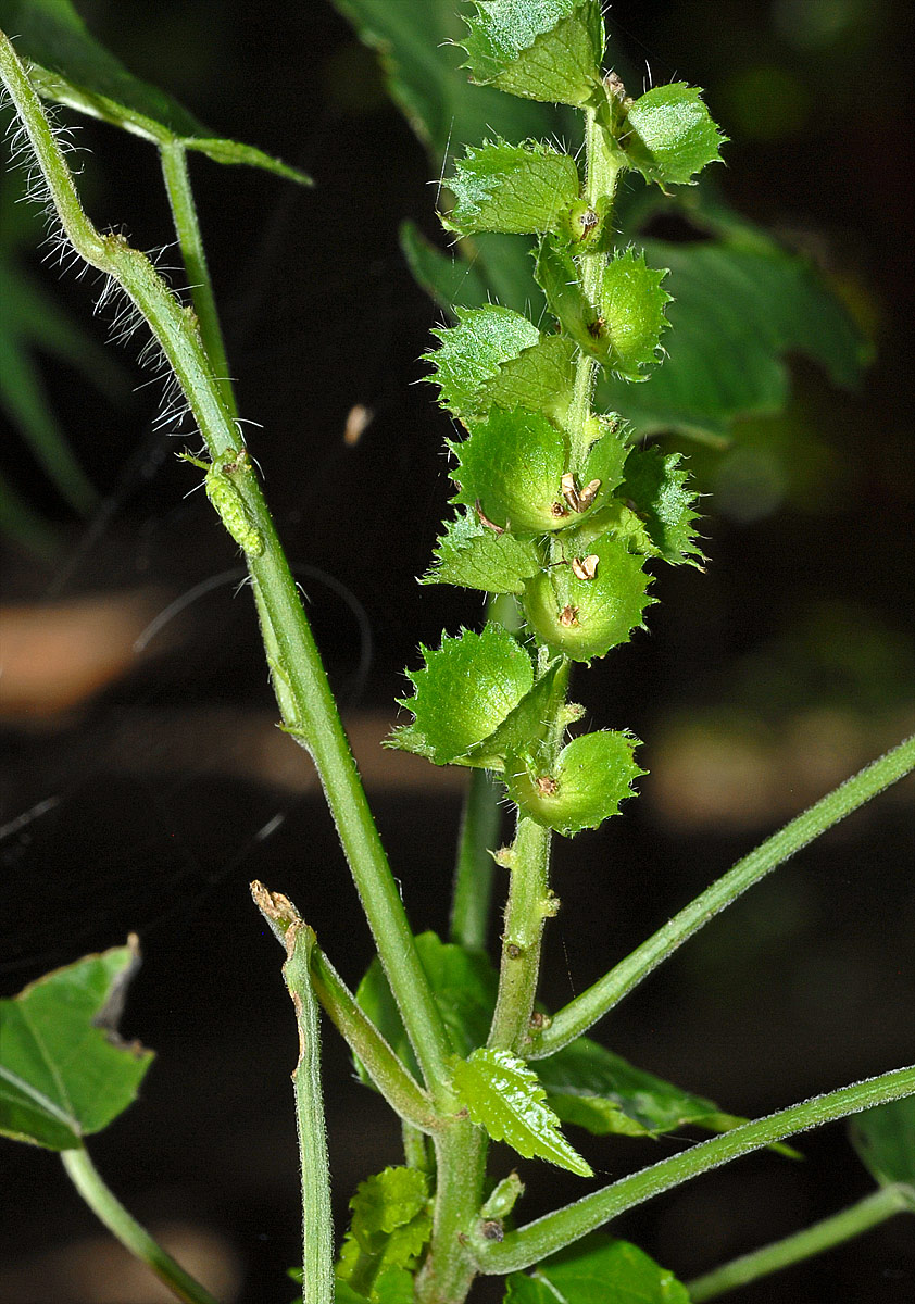 Acalypha ornata Acalypha ornata