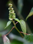 Acalypha ornata