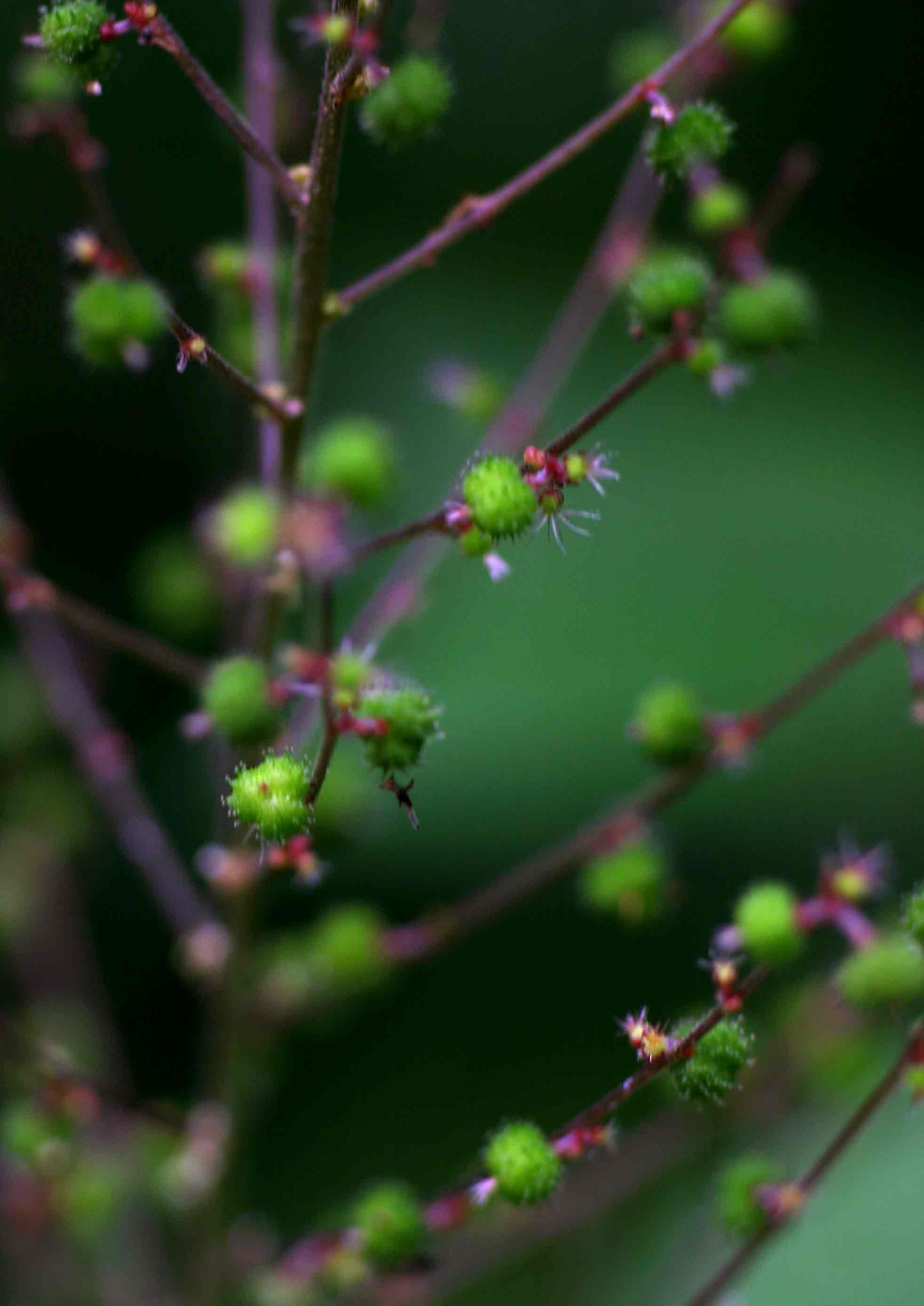 Acalypha racemosa Acalypha racemosa