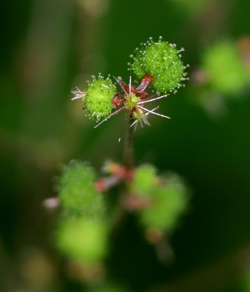 Acalypha racemosa Acalypha racemosa