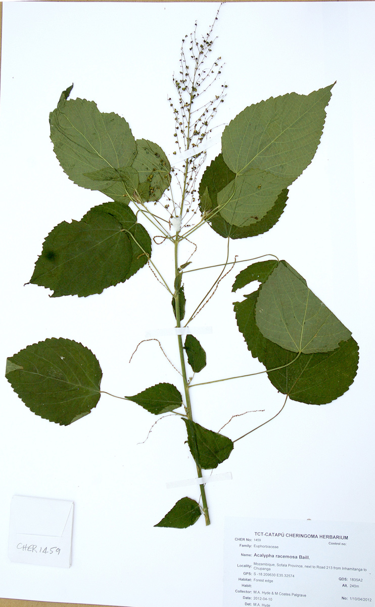 Acalypha racemosa Acalypha racemosa