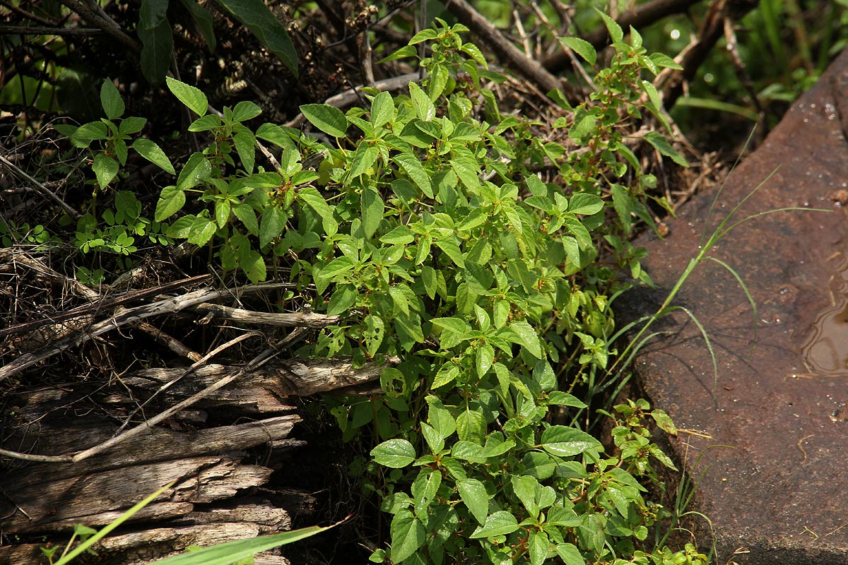 Acalypha segetalis Acalypha segetalis