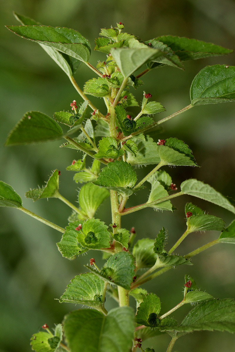 Acalypha segetalis Acalypha segetalis