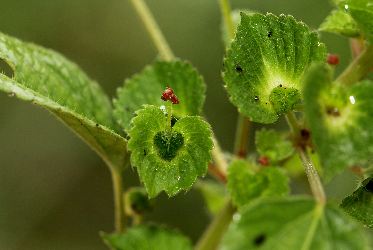 Acalypha segetalis Acalypha segetalis