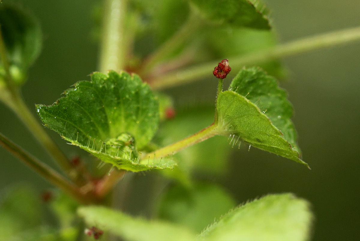 Acalypha segetalis Acalypha segetalis