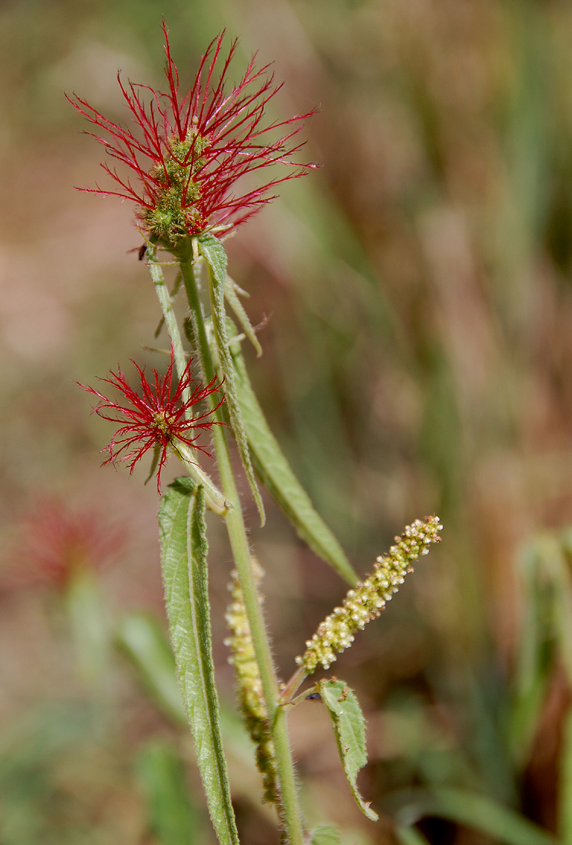 Acalypha petiolaris
