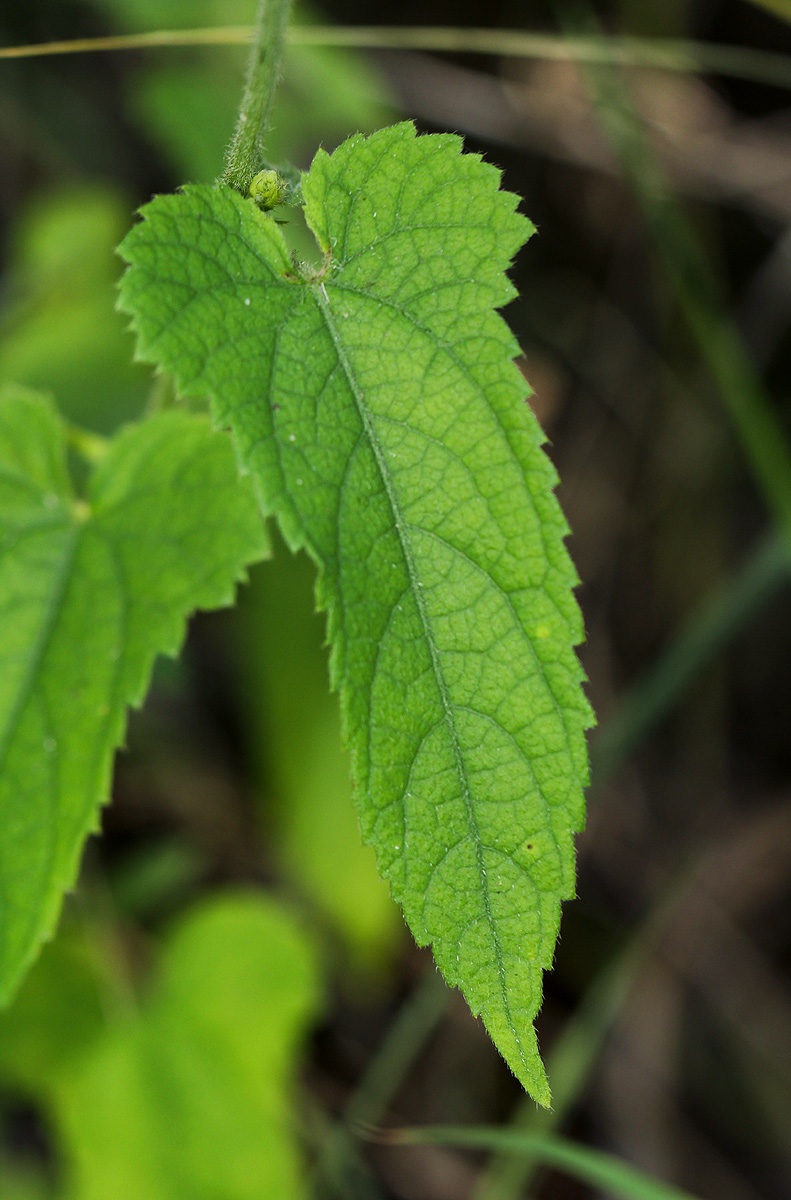 Tragia okanyua Tragia okanyua