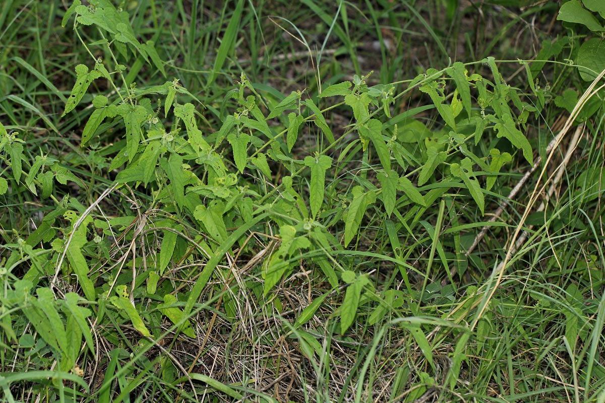 Tragia okanyua Tragia okanyua