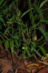 Plukenetia africana