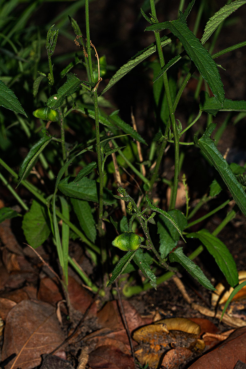 Plukenetia africana
