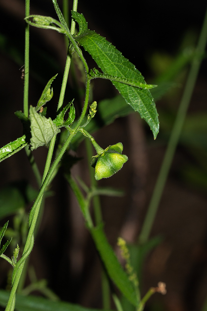 Plukenetia africana