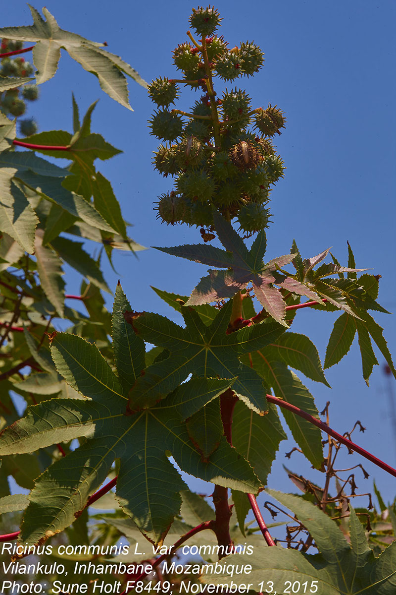 Ricinus communis var. communis Ricinus communis var. communis