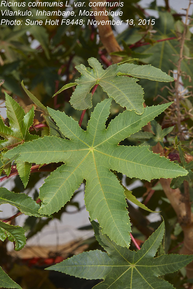 Ricinus communis var. communis Ricinus communis var. communis