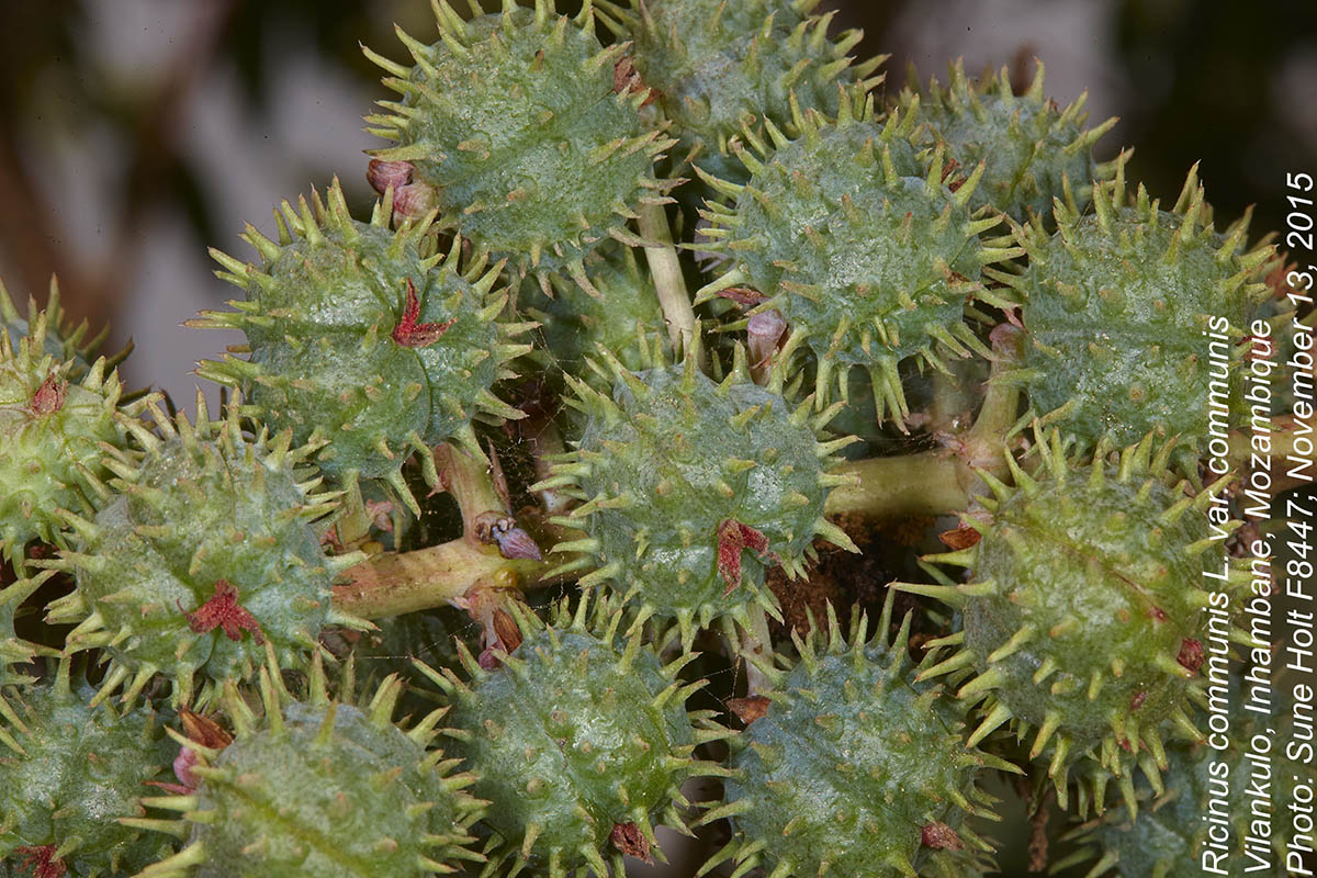 Ricinus communis var. communis Ricinus communis var. communis