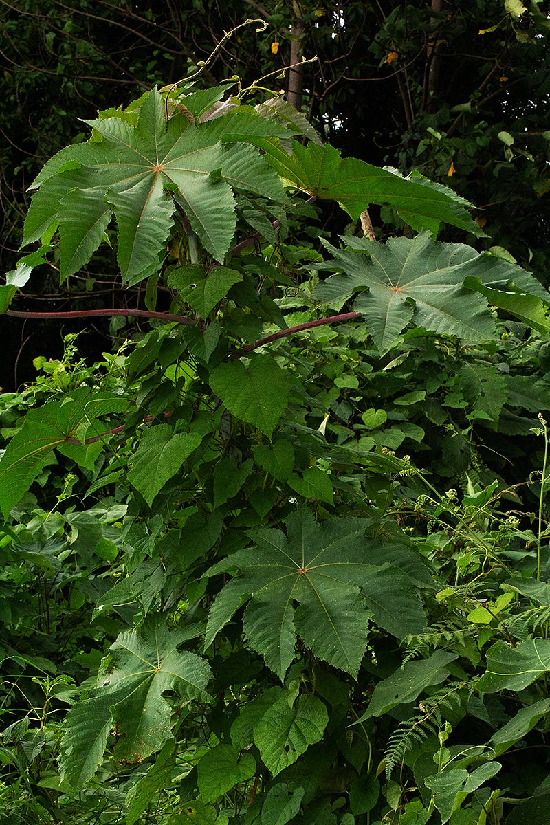 Ricinus communis var. communis Ricinus communis var. communis