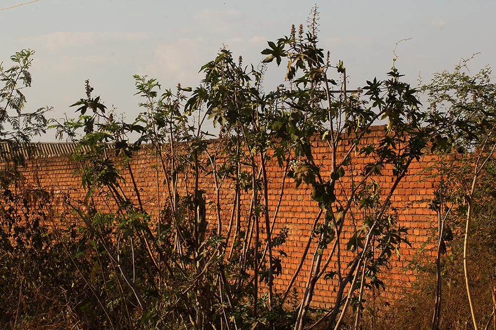 Ricinus communis var. communis