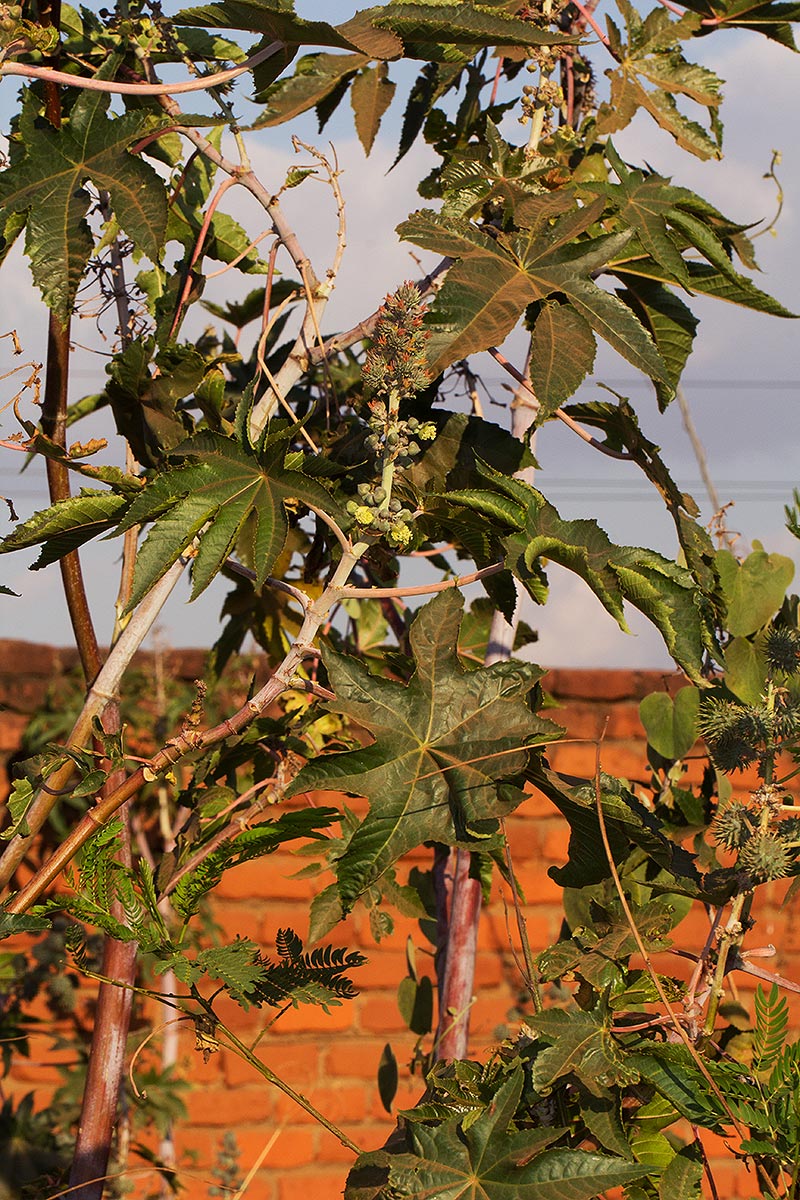 Ricinus communis var. communis Ricinus communis var. communis