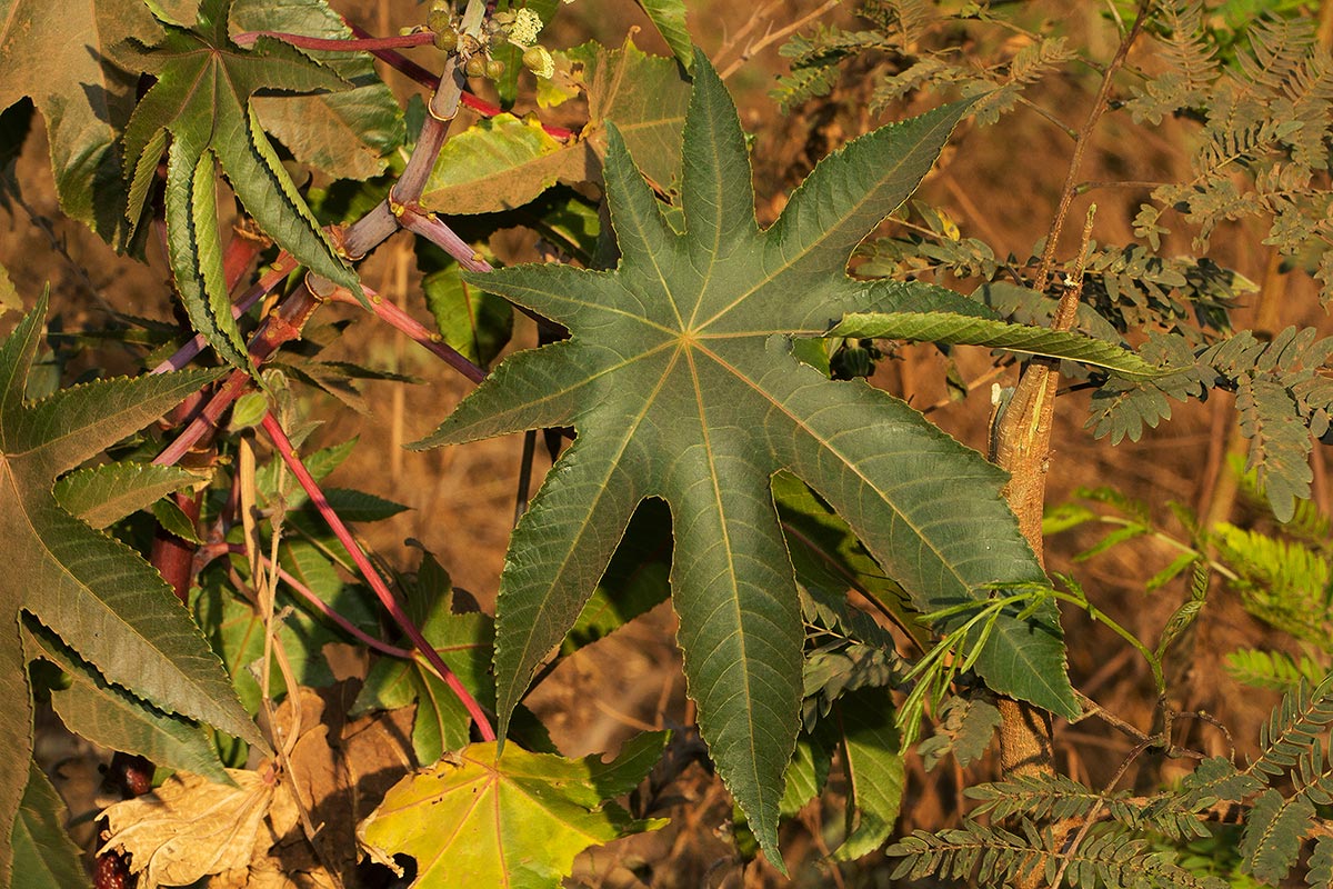 Ricinus communis var. communis Ricinus communis var. communis