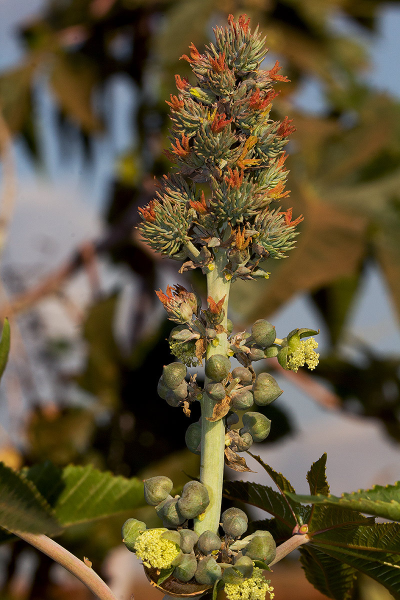 Ricinus communis var. communis Ricinus communis var. communis