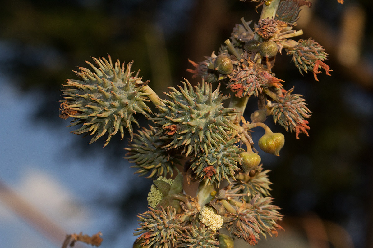Ricinus communis var. communis Ricinus communis var. communis