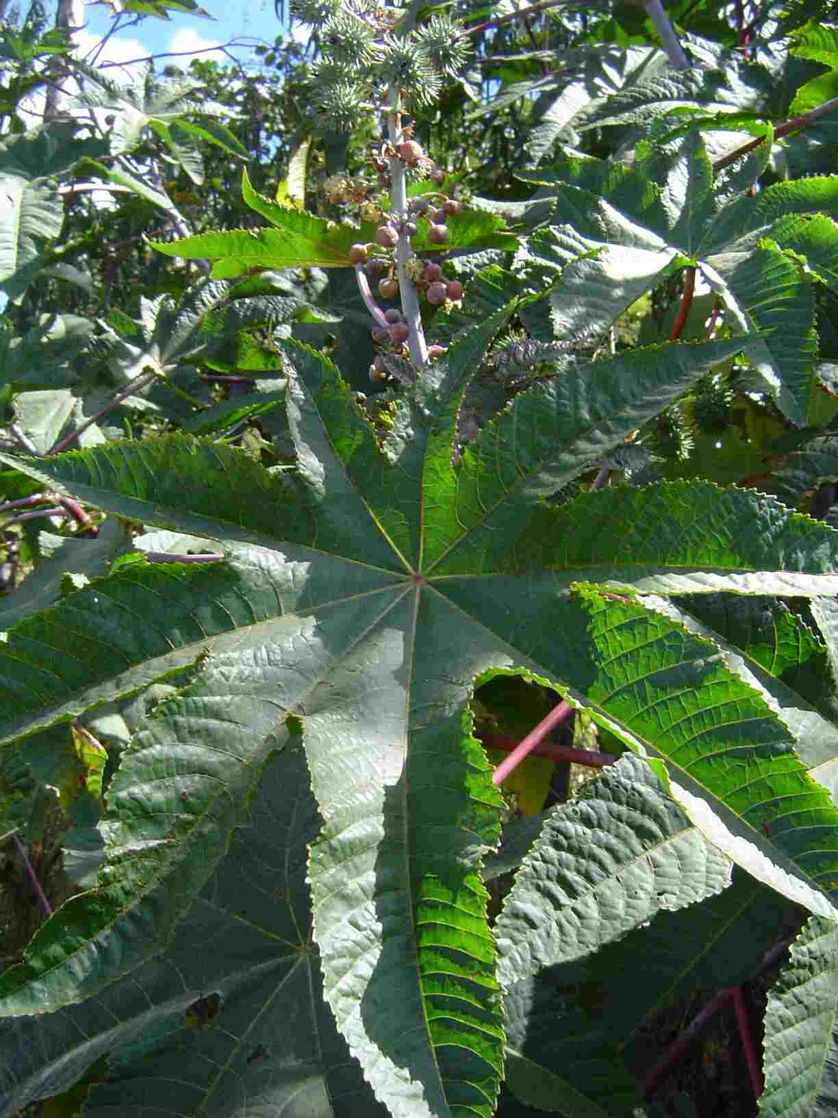Ricinus communis var. communis Ricinus communis var. communis