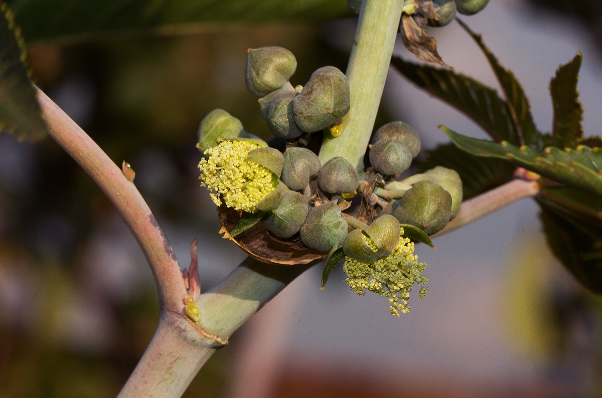 Ricinus communis var. communis Ricinus communis var. communis