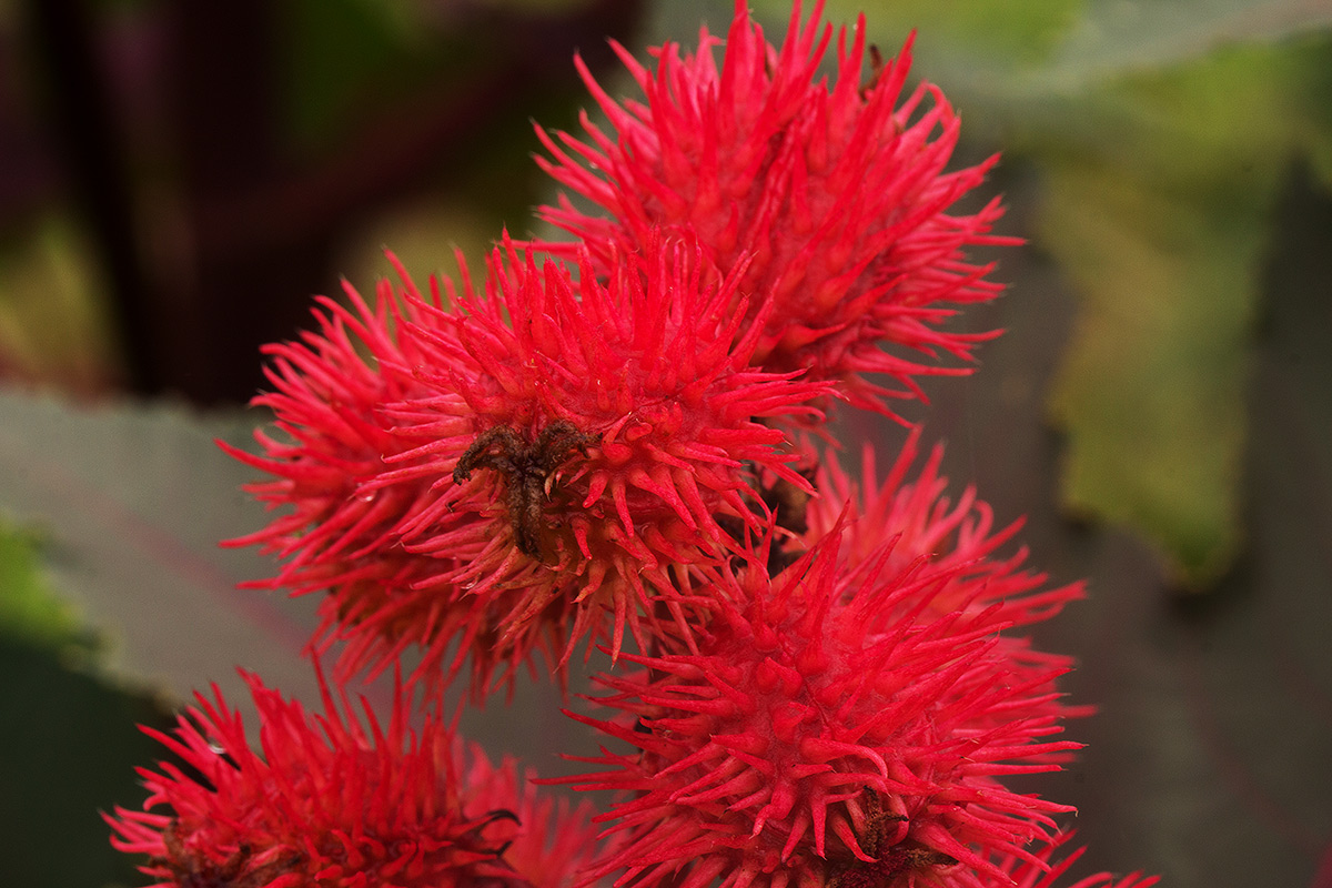 Ricinus communis var. communis