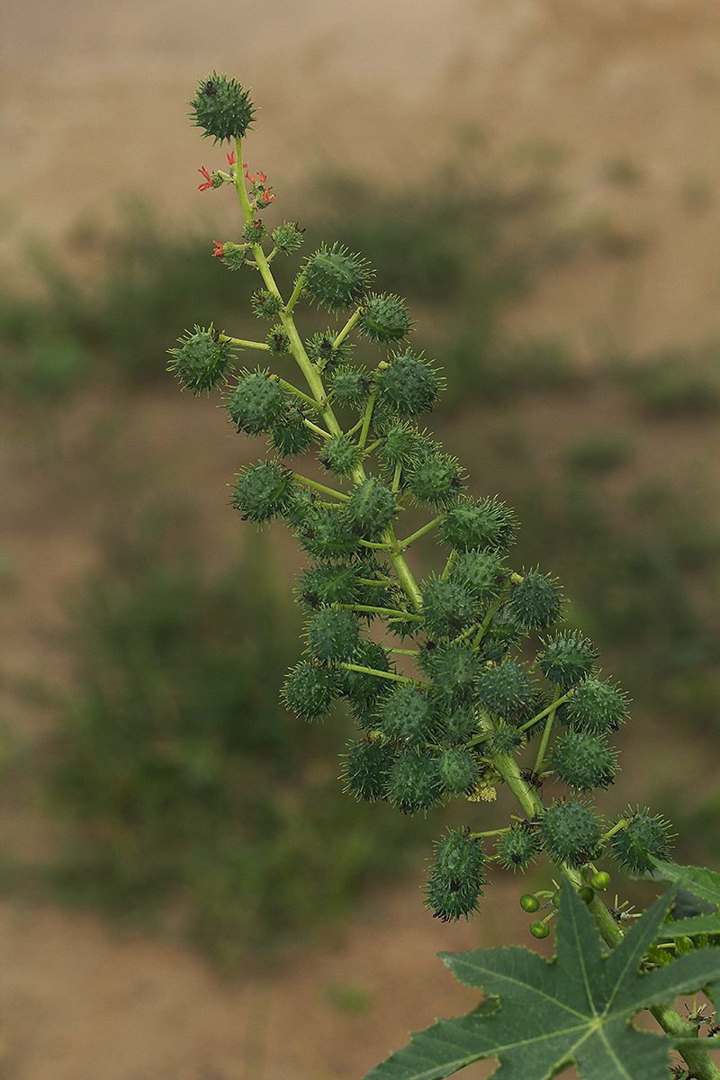 Ricinus communis var. communis