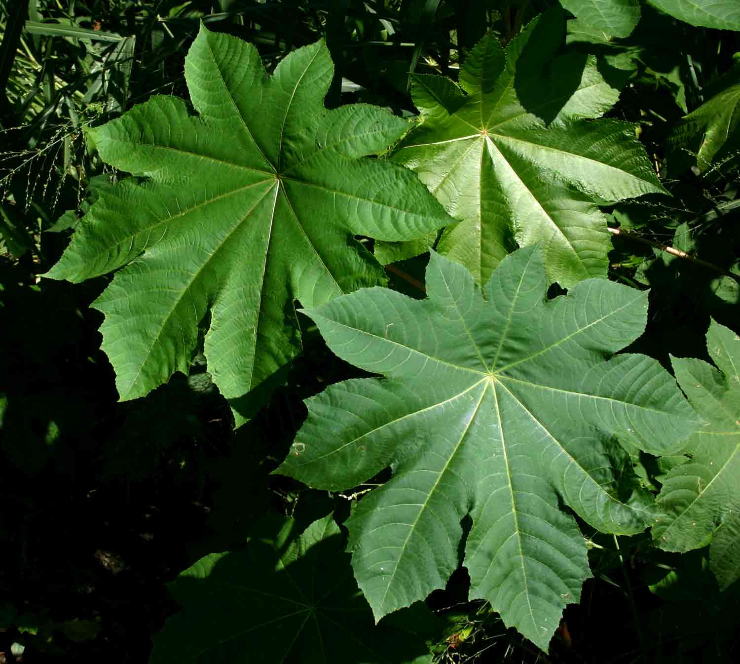 Ricinus communis var. communis Ricinus communis var. communis