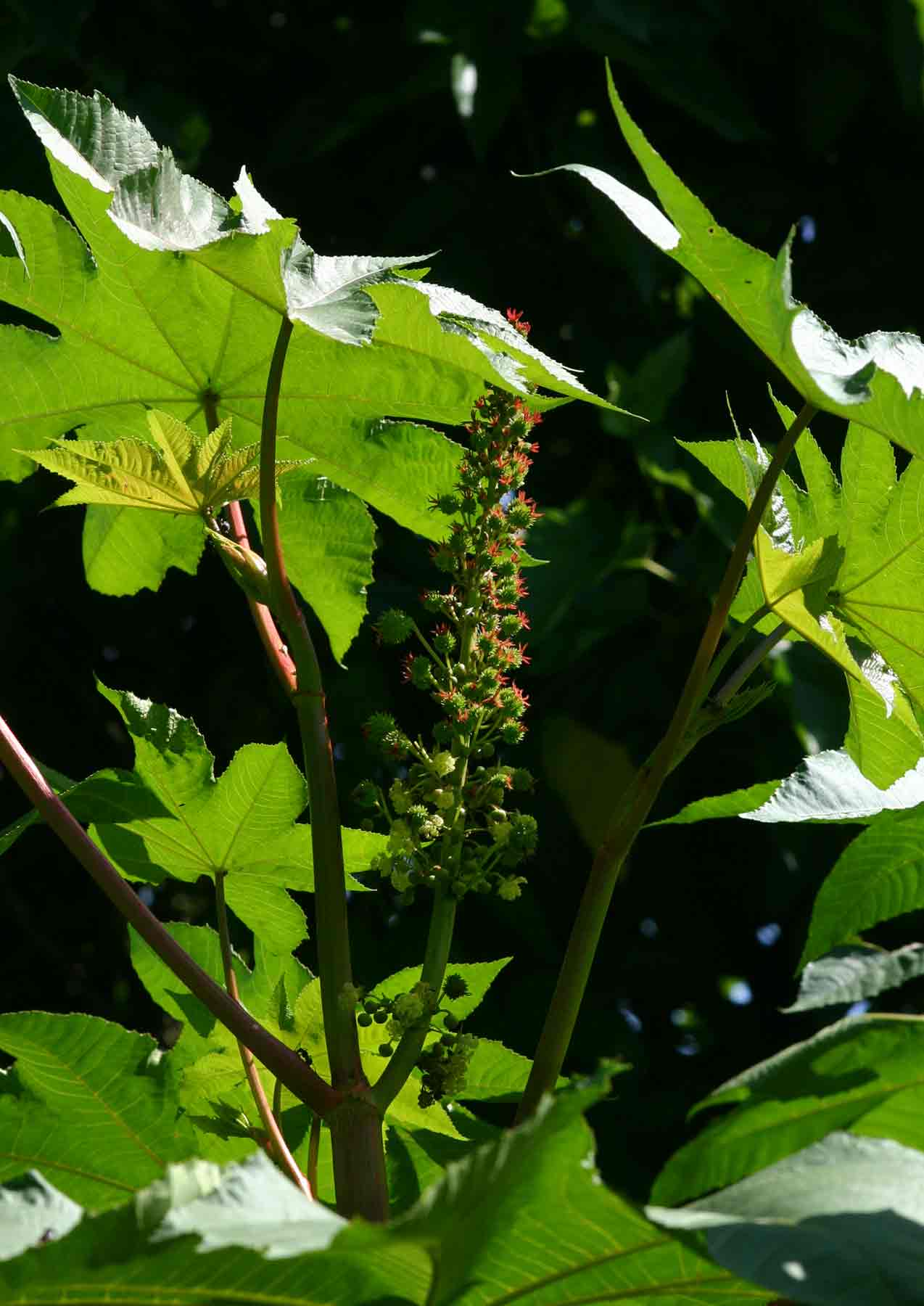 Ricinus communis var. communis Ricinus communis var. communis