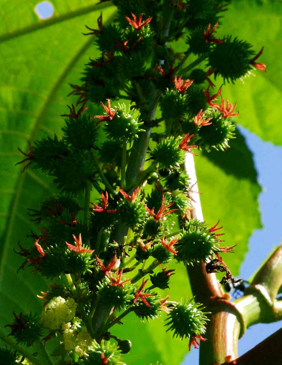 Ricinus communis var. communis