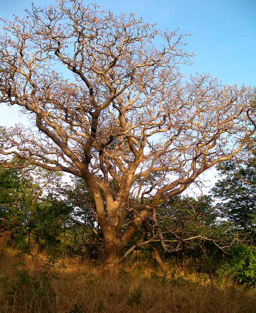 Schinziophyton rautanenii